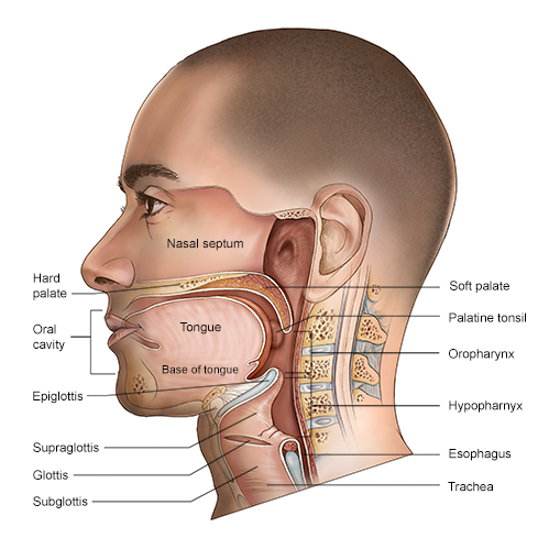 Sinuses Cancer Image